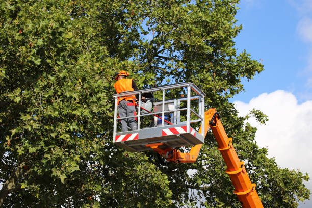 Best Tree Health Inspection  in Maltby, WA